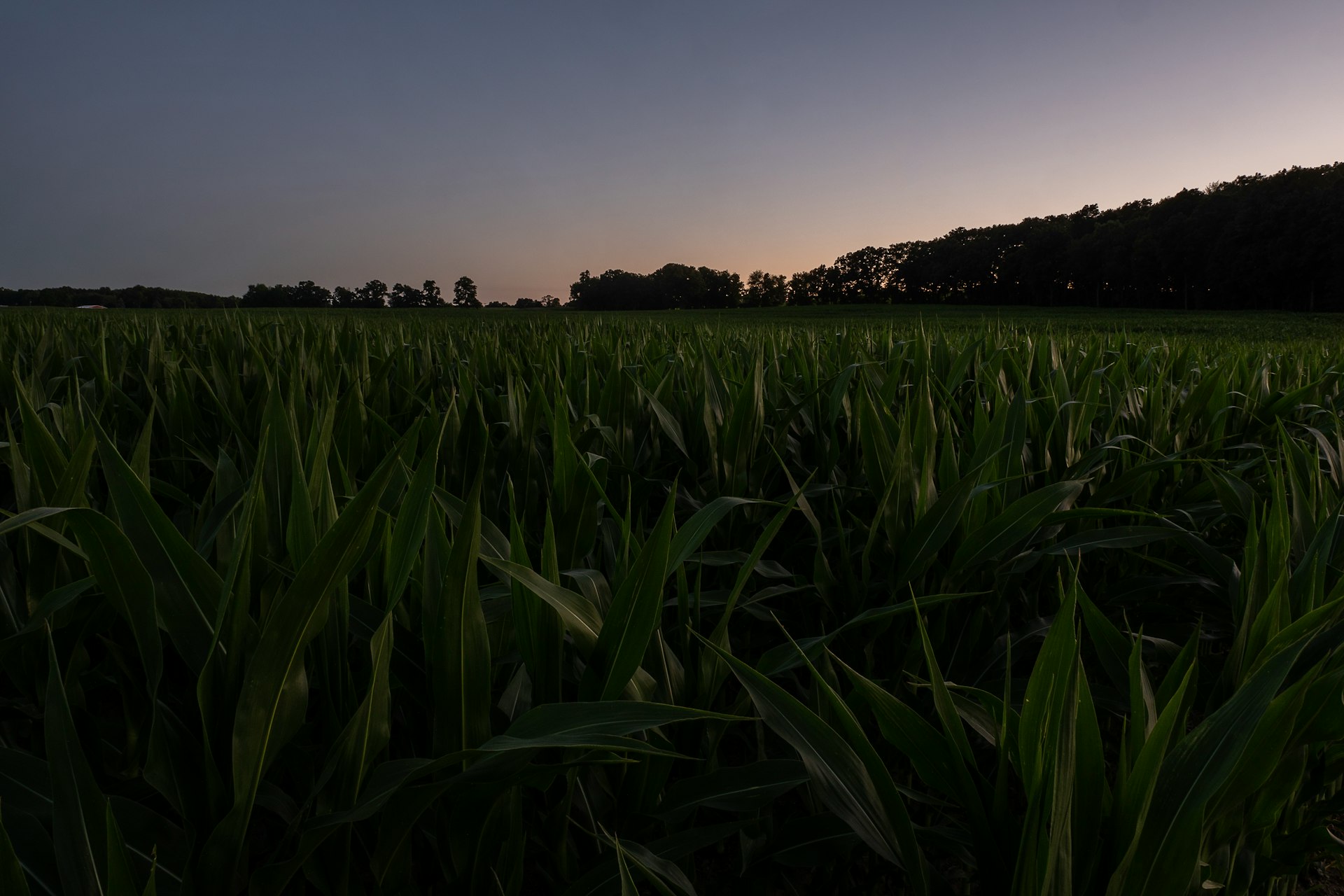 green corn field